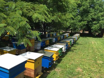 Apiary 1