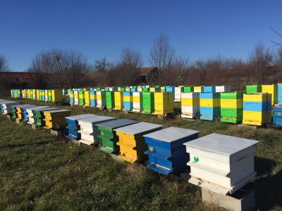 Apiary 5
